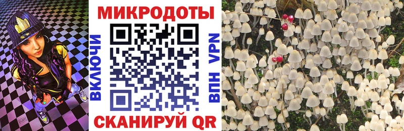Купить где  Покровск  Галлюциногенные грибы Psilocybine cubensis 